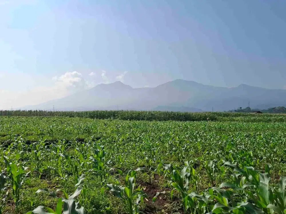 JUAL CEPAT TANAH STRATEGIS UNTUK BERKEBUN, KAVLING WISATA, ATAU VILA CIMAUNG BANDUNG SELATAN