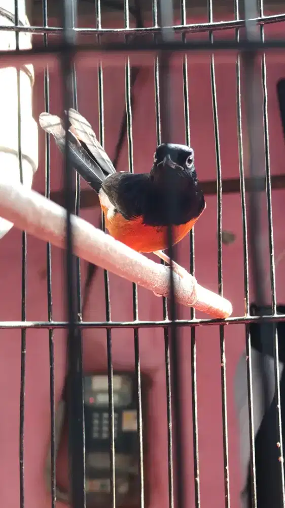 Murai batu baru pastolan