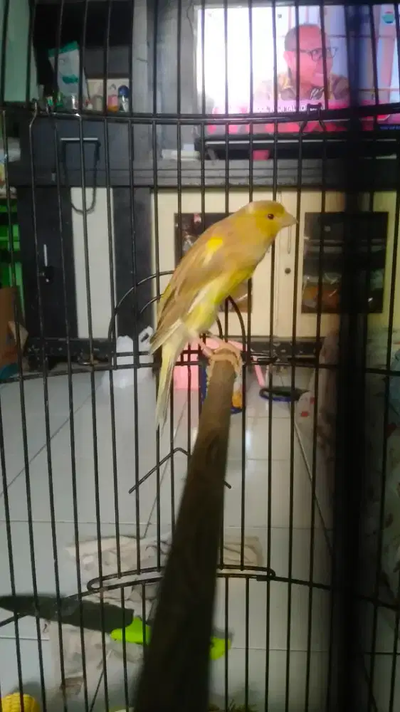 Betina Sf lokal ring