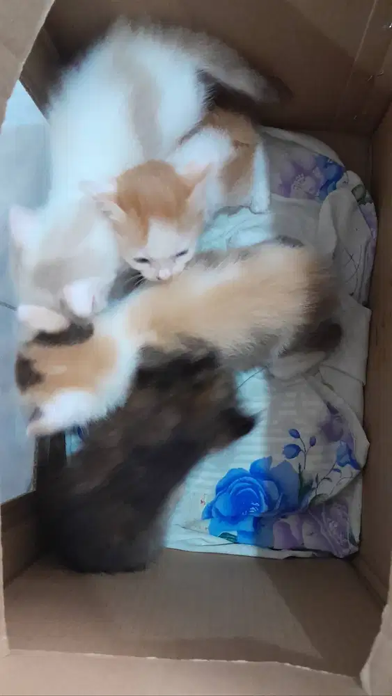 anak kucing semi angora betina 6 ekor bisa pilih suka2