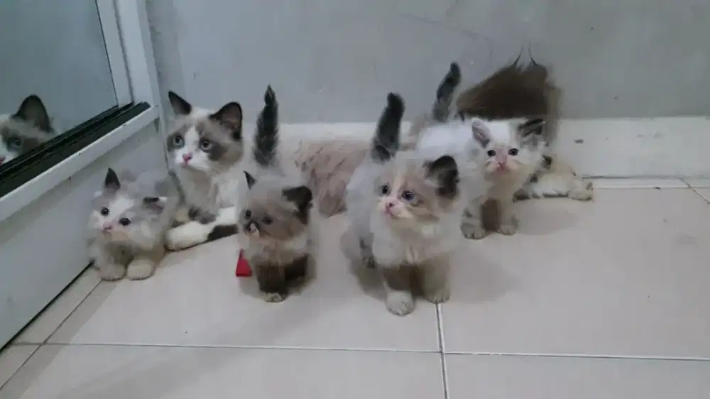 Ragdoll bawa anak 4 , Kitten Ragdoll PuRe