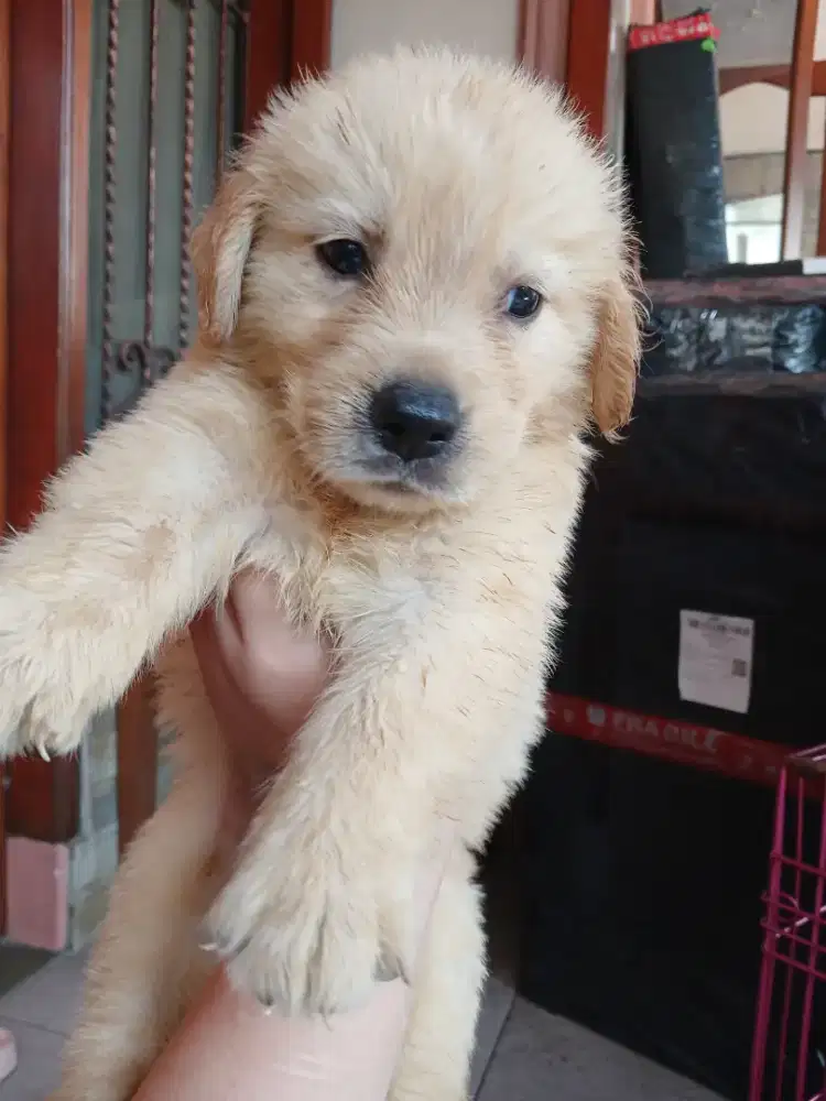 SISA 1 GOLDEN RETRIEVER BETINA