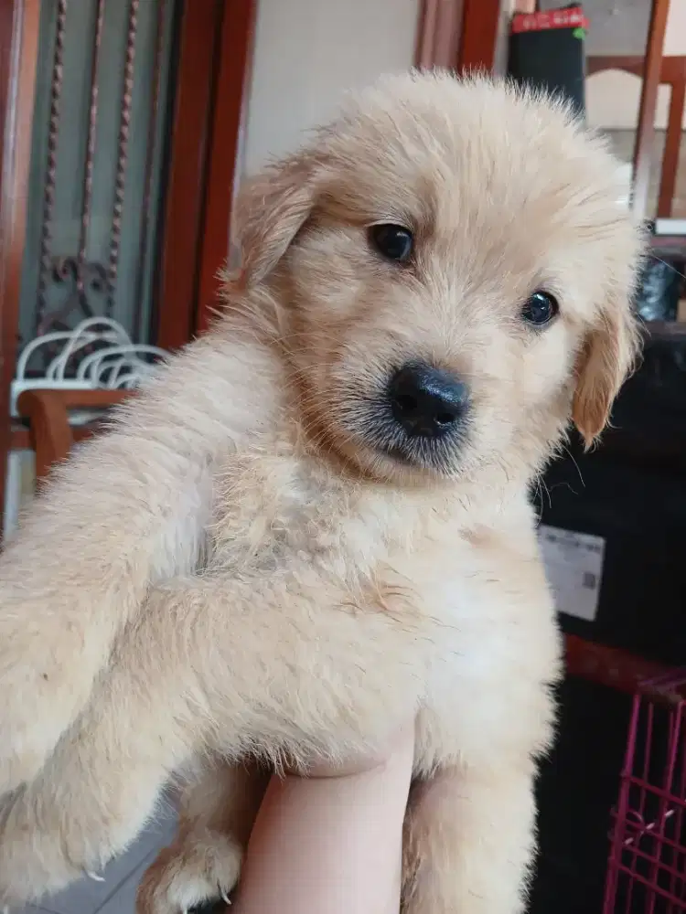 SISA 1 GOLDEN RETRIEVER JANTAN