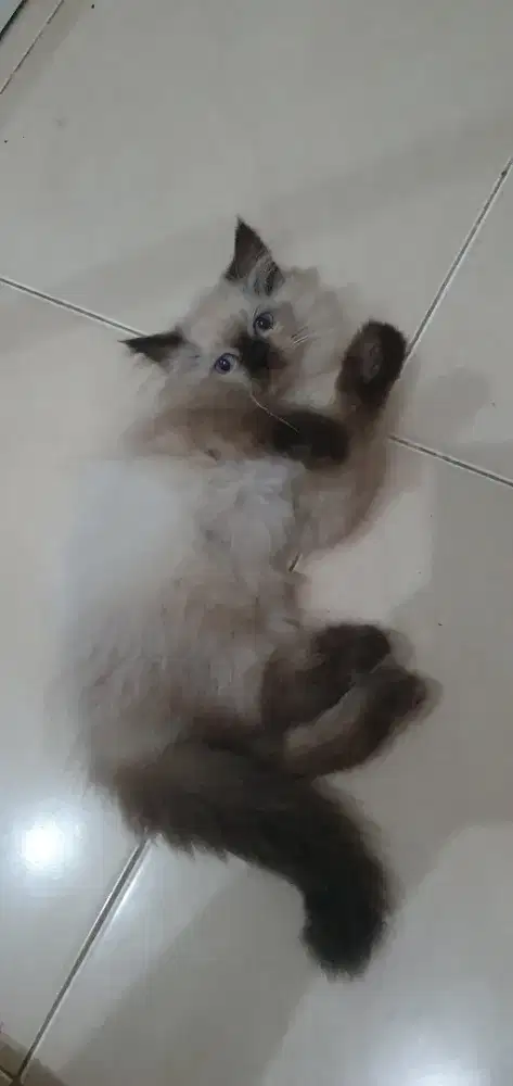 Kitten Ragdoll seal point Pure non ped