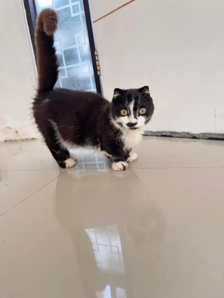 Gaelic Fold Black n White