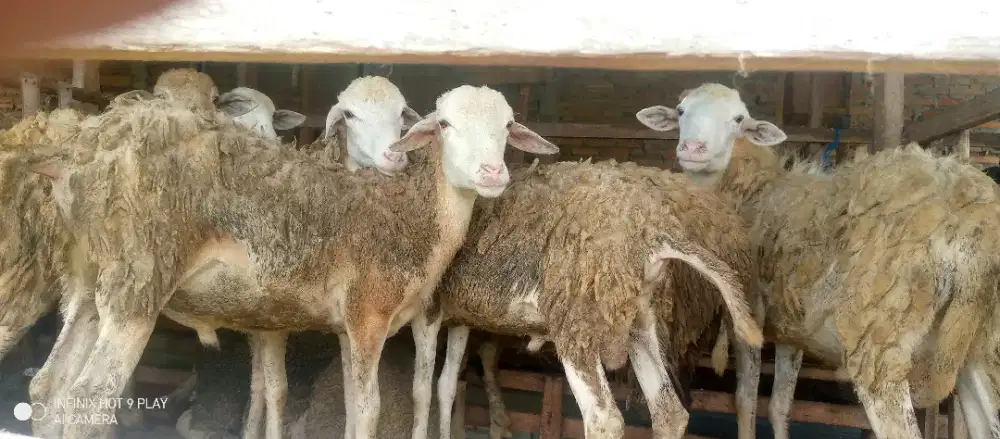 Kambing akikah dan kurban