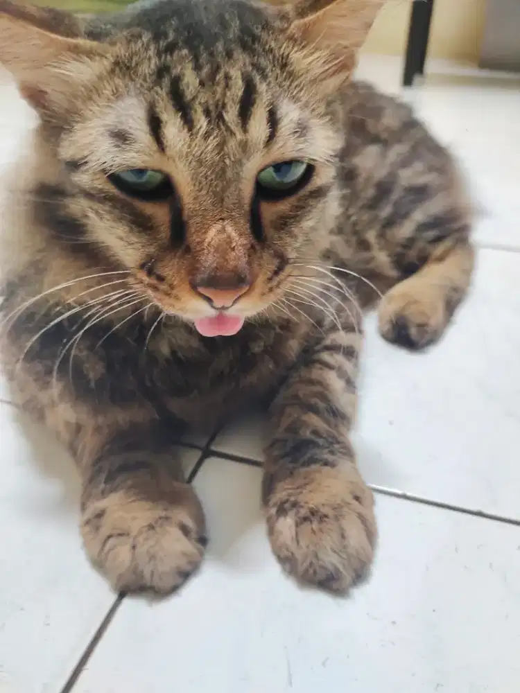 Kucing dewasa Maine Coon