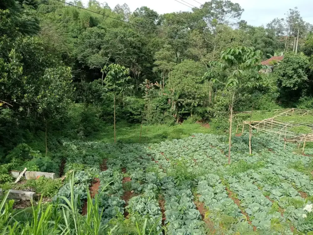 JUAL KEBUN MURAH PINGGIR JALAN AREA CIWIDEY