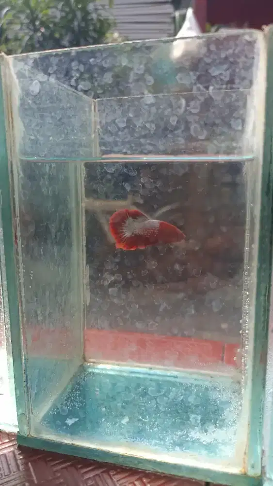 Ikan cupang Hias warna cerah