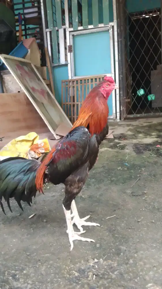 Ayam jago khoytrad, Bangkok pakhoy