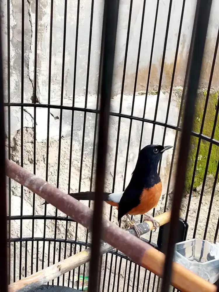 Murai Batu Prestasian