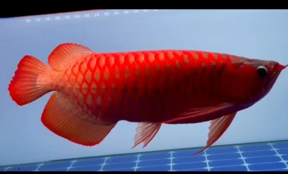 Arwana super red