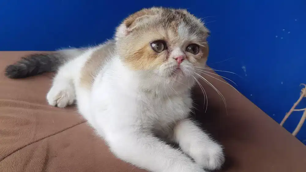 Poldex Betina 4 bulan