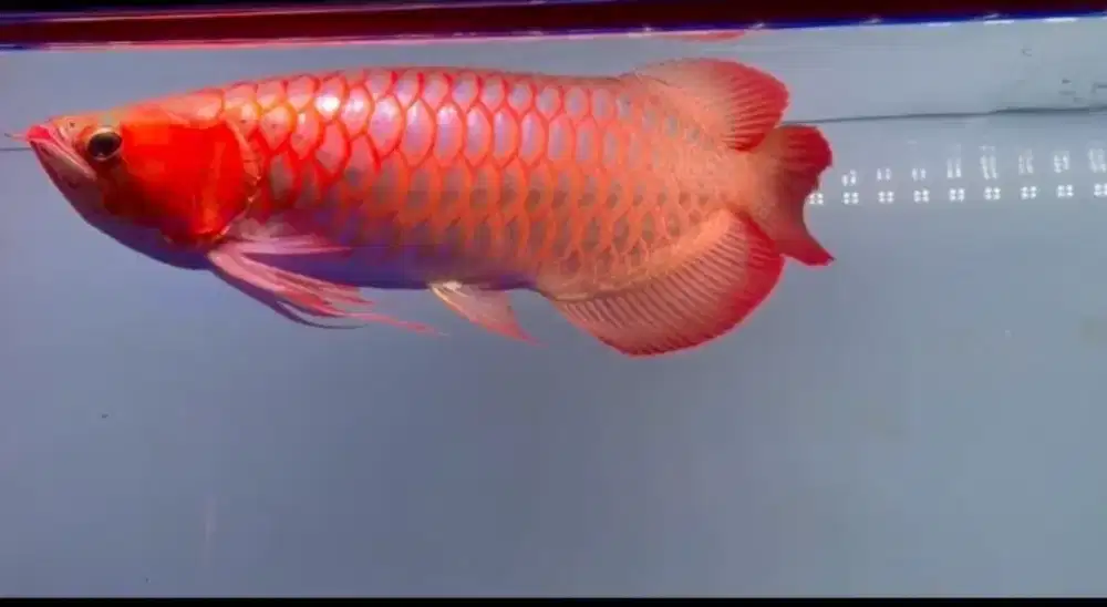 Arwana super red