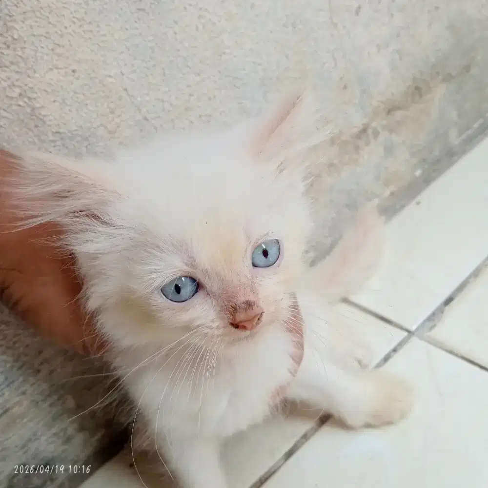 lepas adopsi kitten Persia