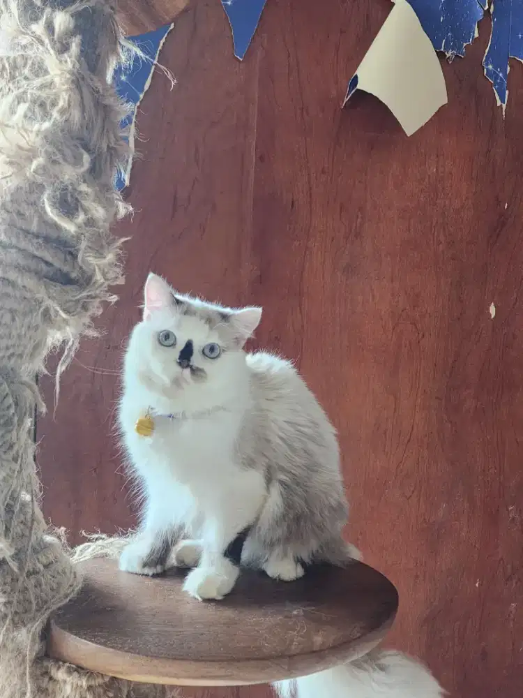 Kucing persia big bone Jantan (tokcer proven)