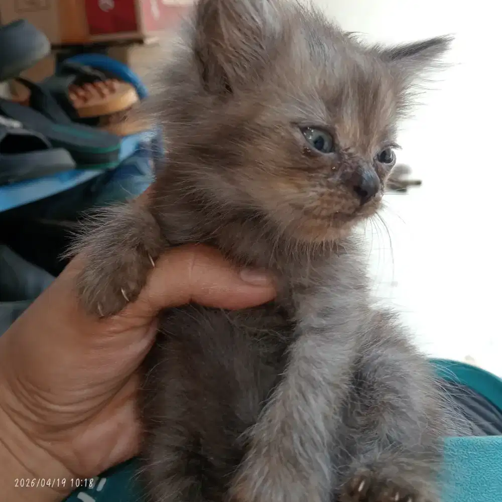 kitten persia 2½bln