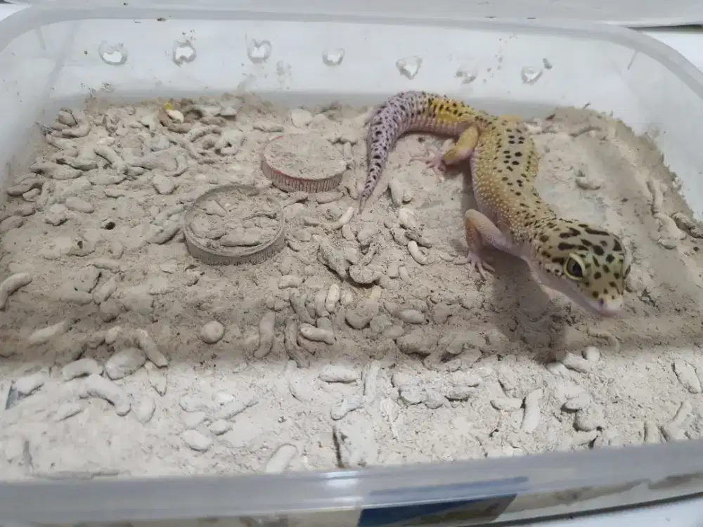 Leopard gecko perawatan pribadi