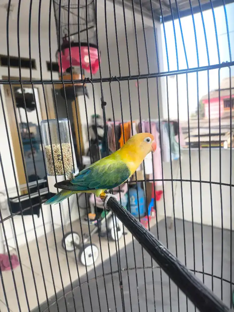 Lovebird Biola PB Ewing Blue