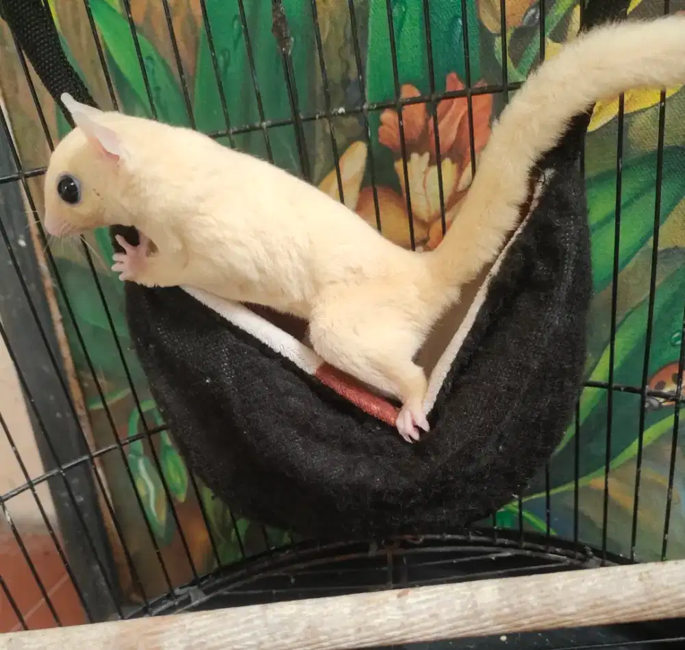 Sugar Glider jantan
