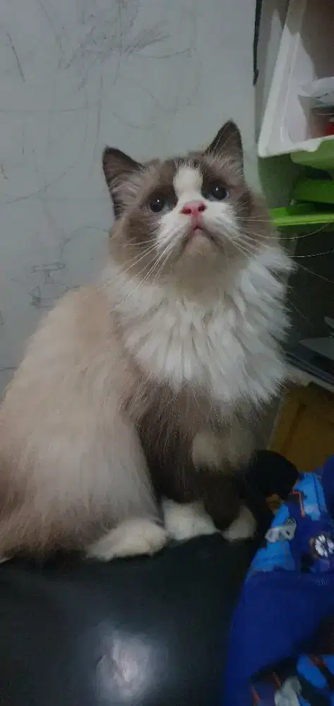 Indukan Ragdoll PuRe non Ped , Female