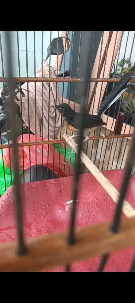 Murai trotol jantan indukan 30x18