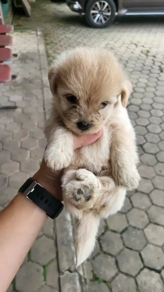 Anak anjing mix pom poodle (pomapoo) umur 2 bulan