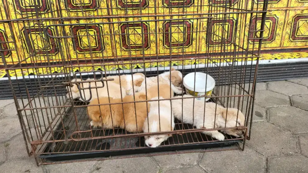 Anak anjing mix pom poodle (pomapoo) umur 2 bulan