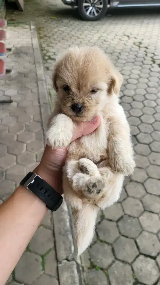 Anak anjing mix pom poodle (pomapoo) umur 2 bulan