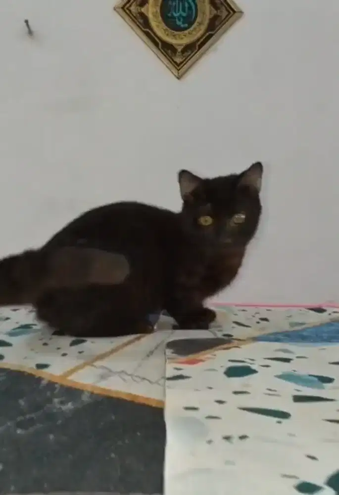 Kucing kitten munchkin jantan Standard