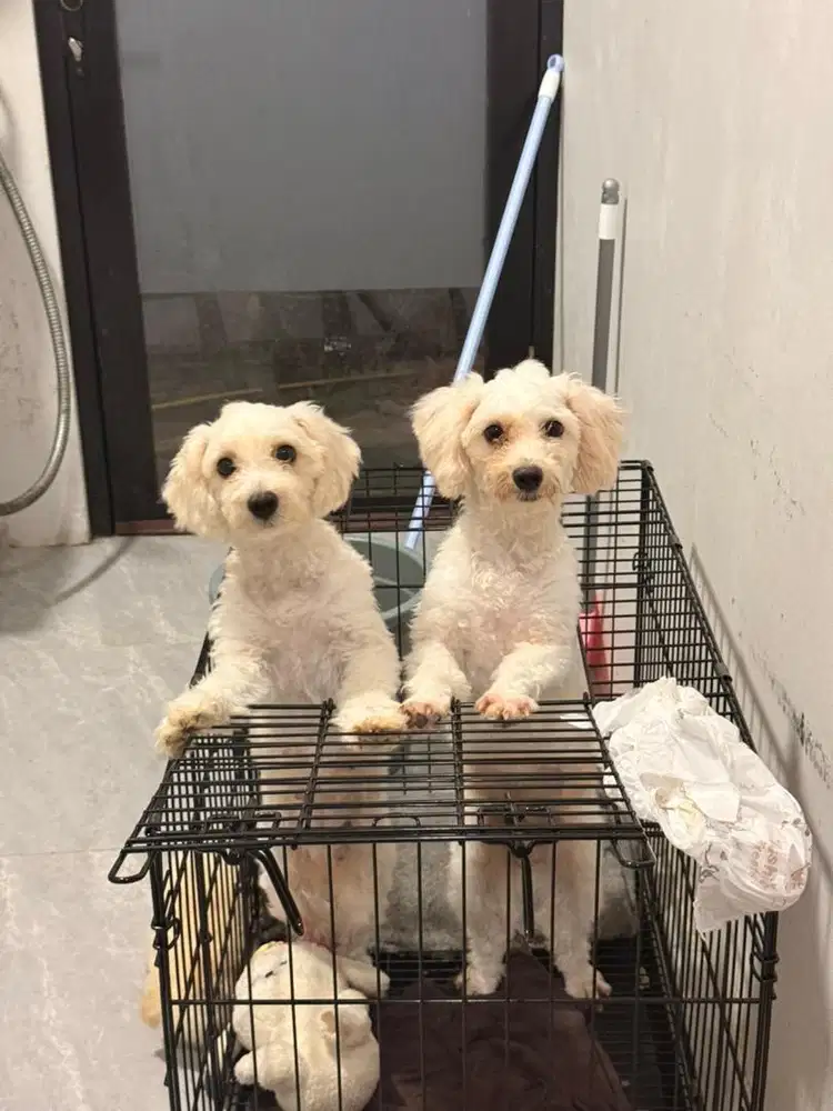 Maltipoo sepasang free adopt