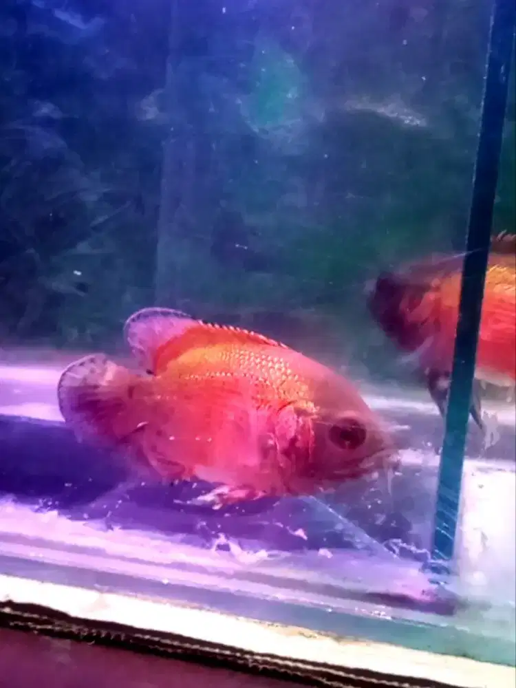 Jual Ikan Oscar Tembaga