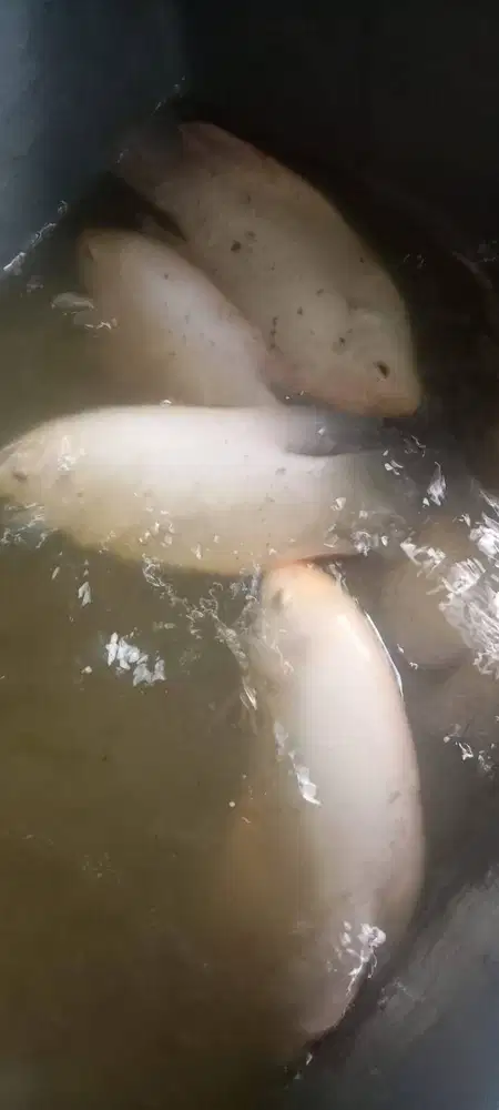 Gurame padang 6 jari