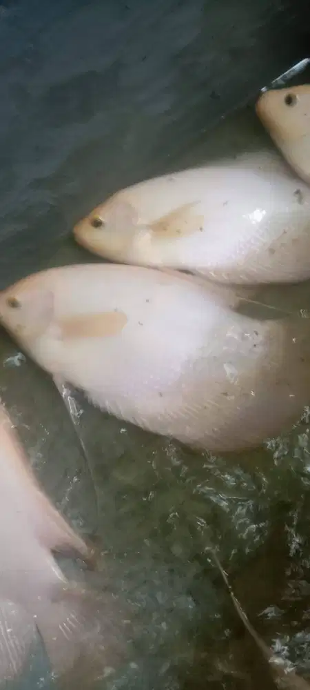 gurame padang 6 jari