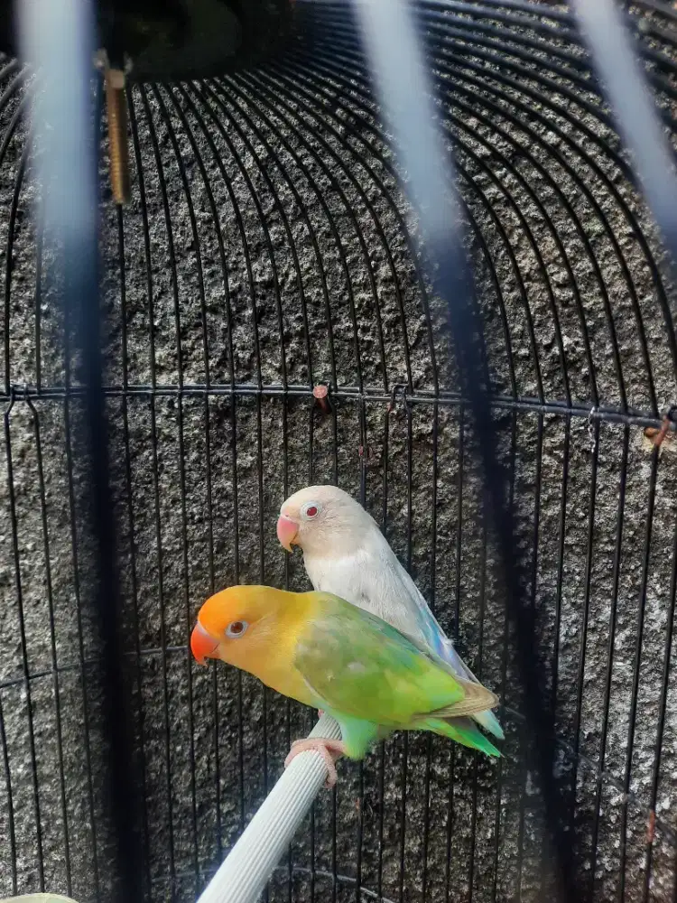 Lovebird Pasangan Induk Mata Merah Semua