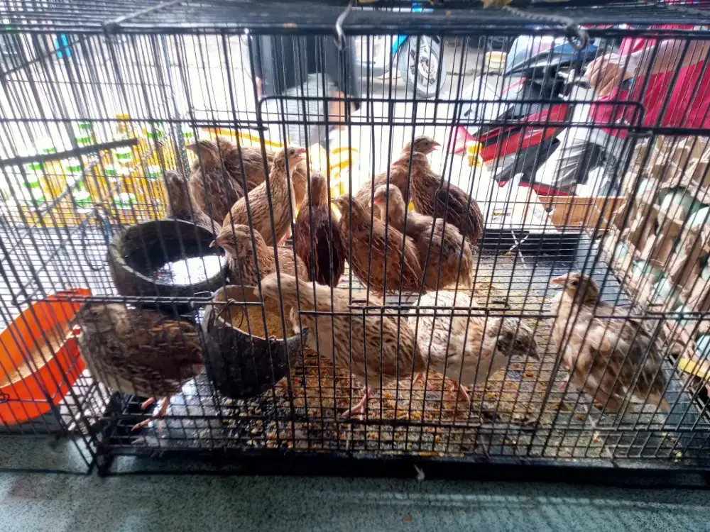 Burung puyuh produksi