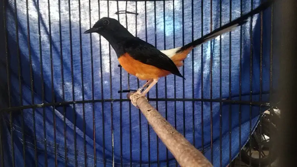 Murai gacor isian banyak variasi pulset sangkar