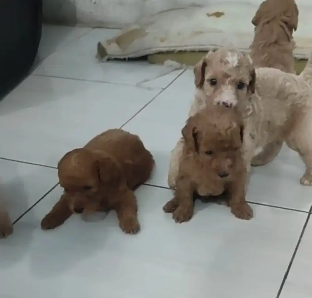 Jual anakan Puddel Toy