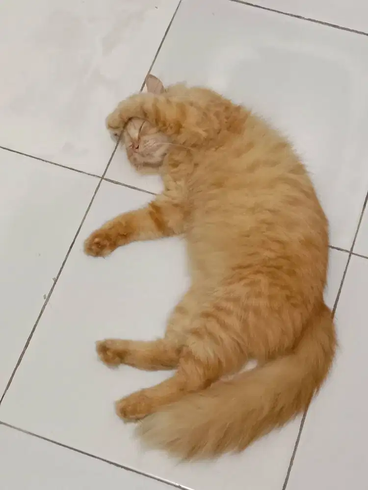 Kucing Anggora Orange Dewasa