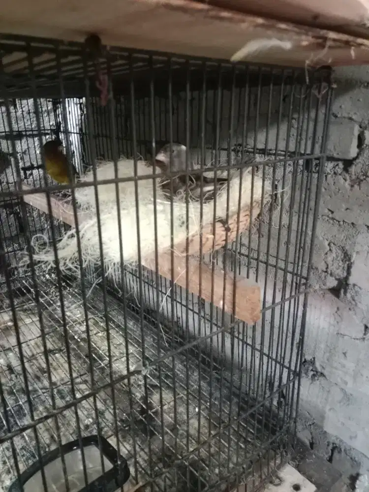 Burung kenari sepasang