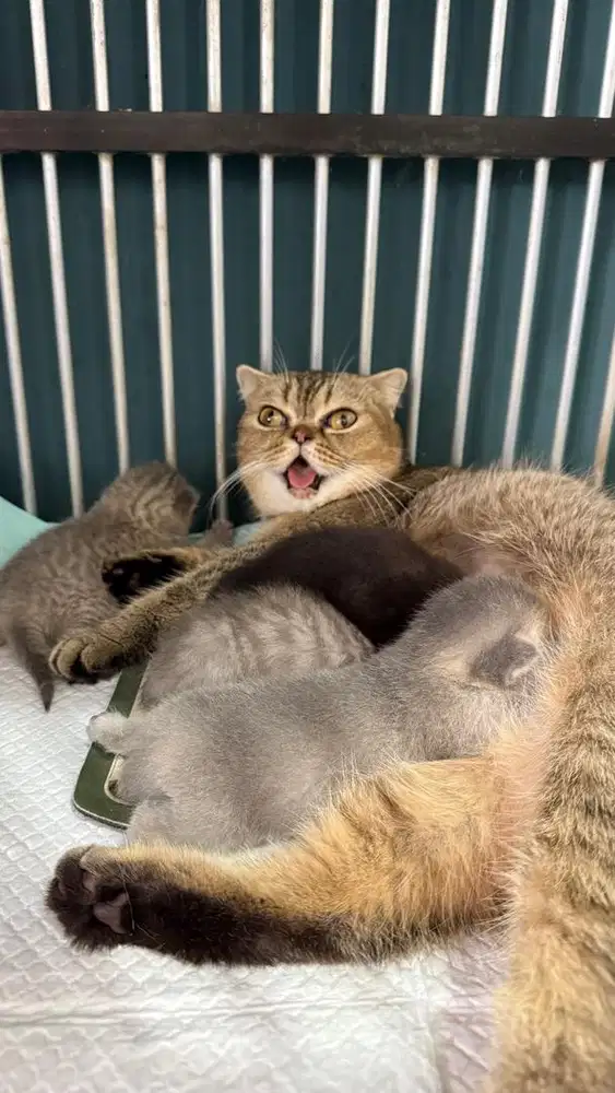 KUCING SCOTTISH INDUKAN & 4 EKOR ANAK