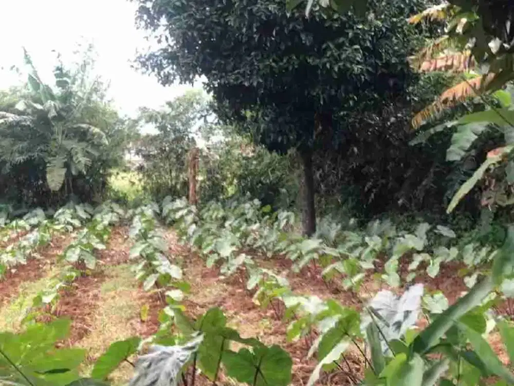 Dijual Kavling Tanah Siap Bangun di Cimahpar Bogor Utara Kota Bogor