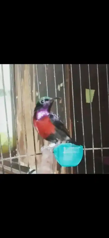 Burung kolibri ninja gacor