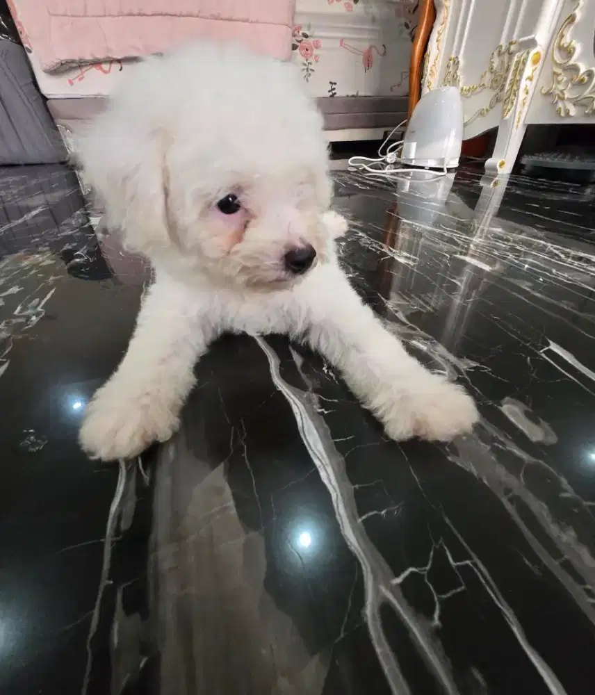 Bichon frise open book