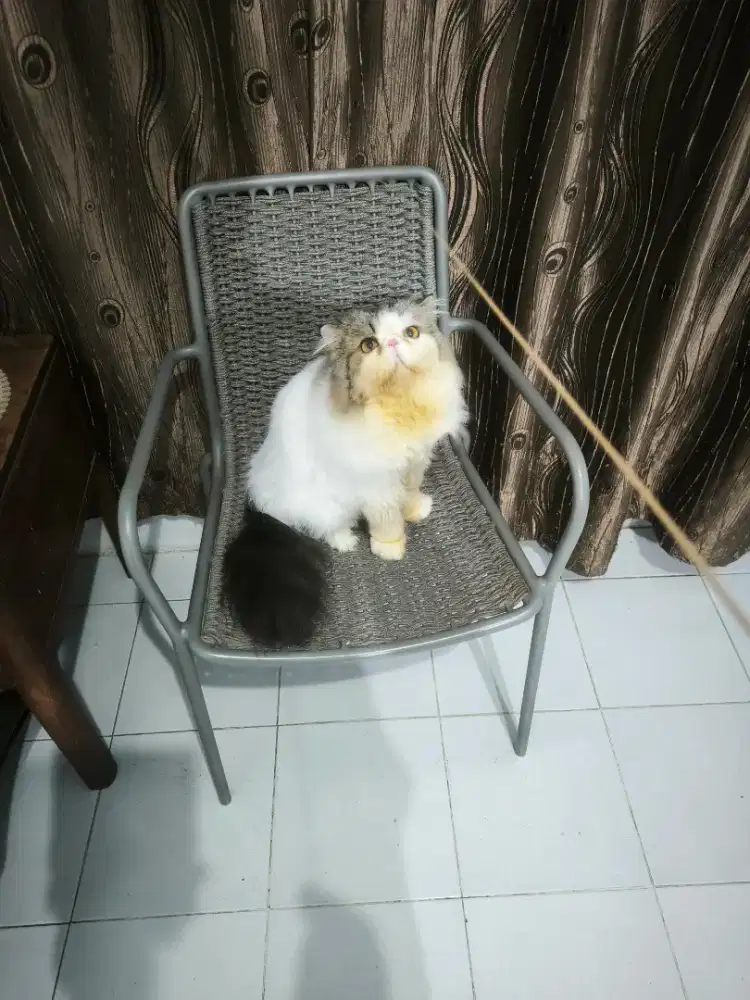 Pacak jantan Persia peaknose