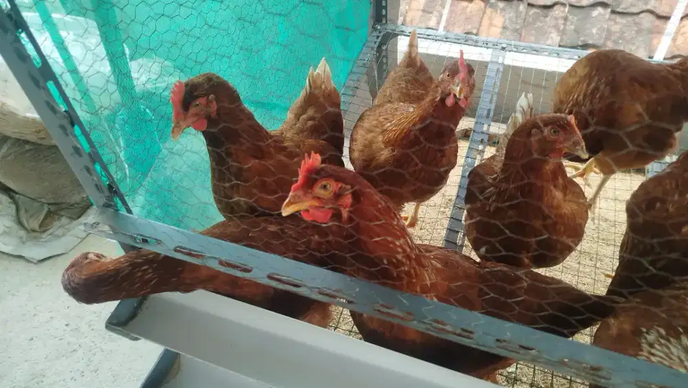 Ayam petelur Siap produksi telur