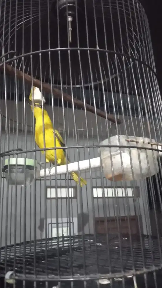 Burung Kepodang Emas