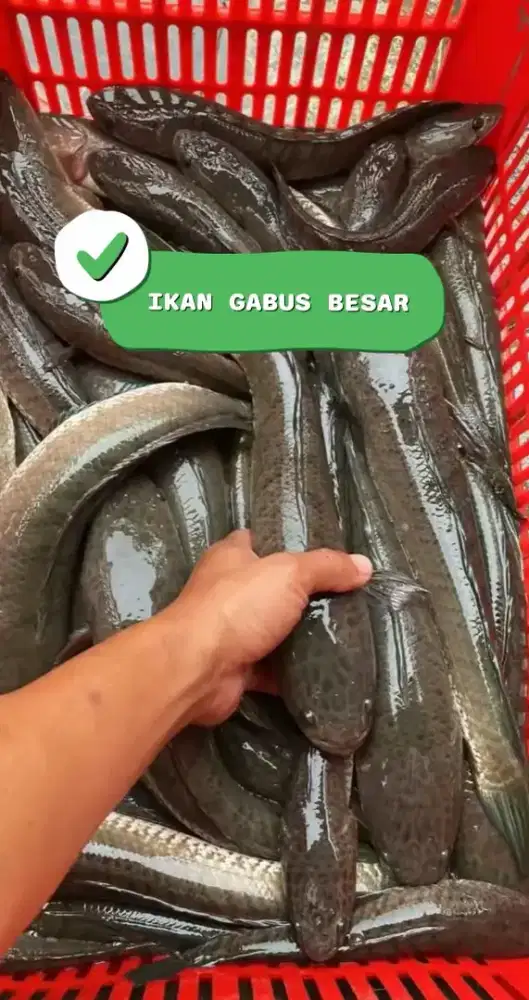 Makanan Beralbumin
