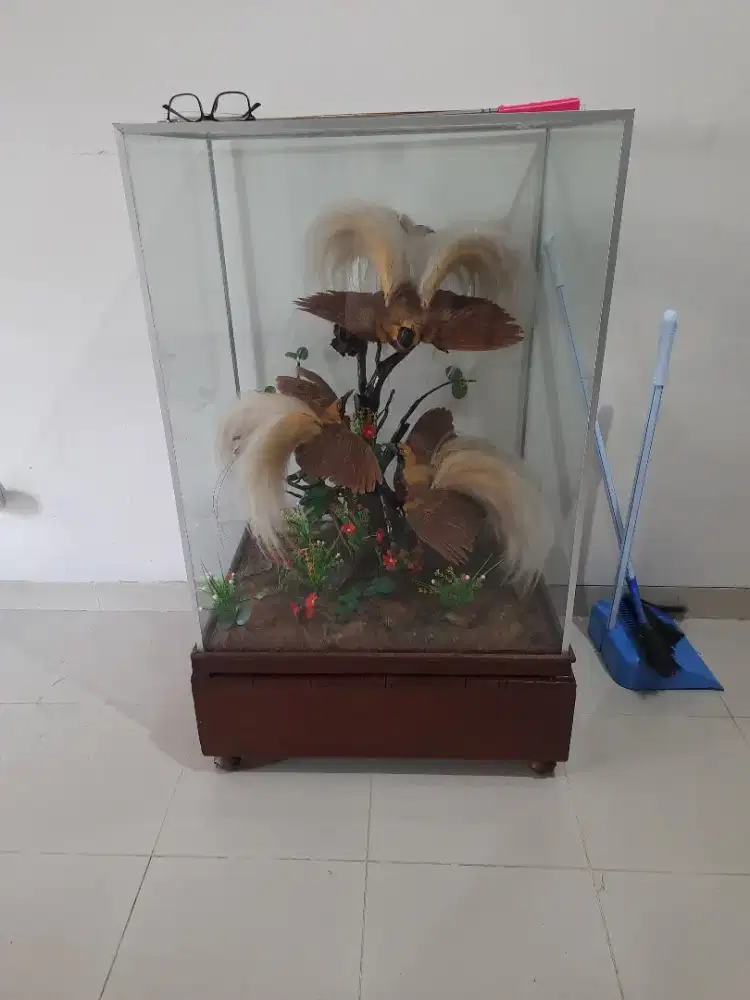 Hiasan cendrawasih awetan