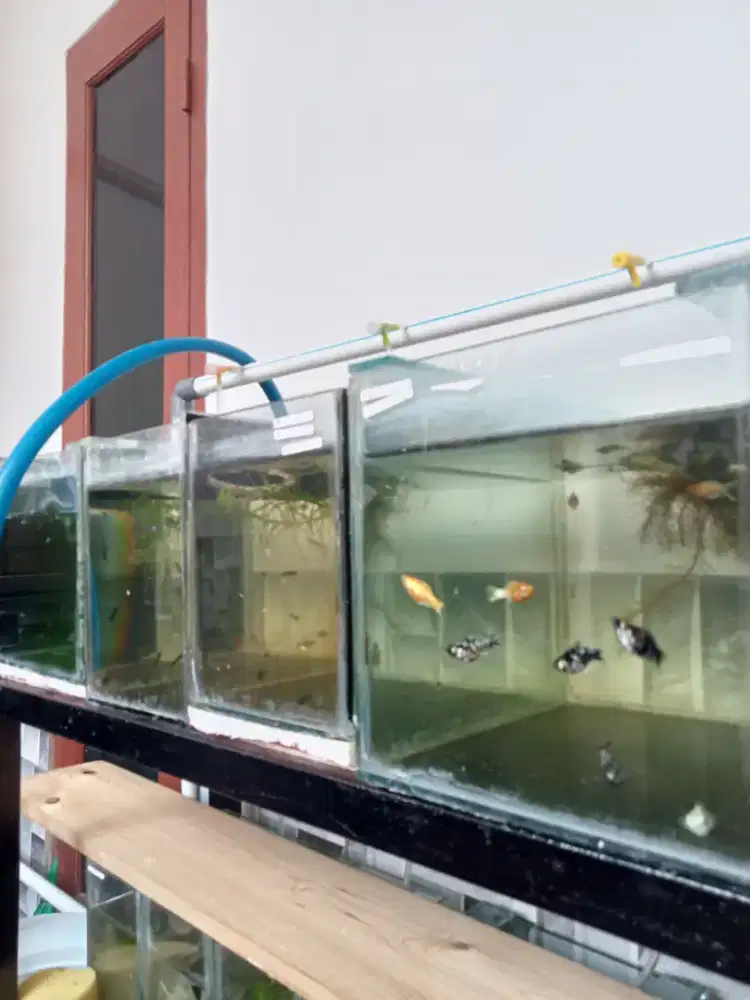 Aneka gupi..yuk merapat